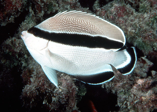 Apolemichthys arcuatus